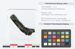 Foto (Objekt + Etikett) von Caulinites sheppeyensis Ettingshausen (NHMW-GEO-2024-0188-8993)